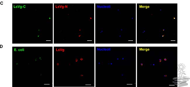 inmunofluorescencia vitelogenina con E.coli