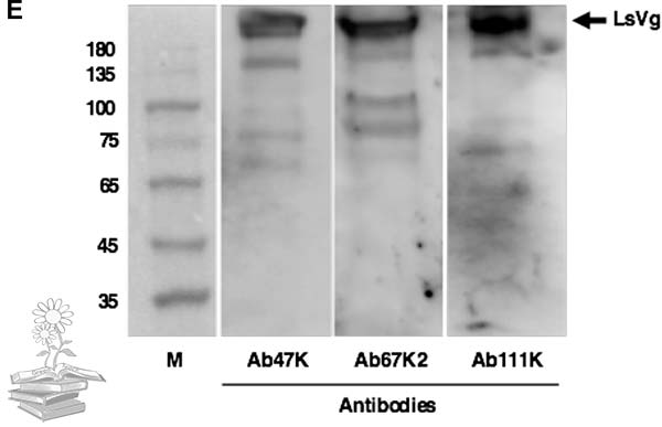 Western blot vitelogenina hemocitos macho