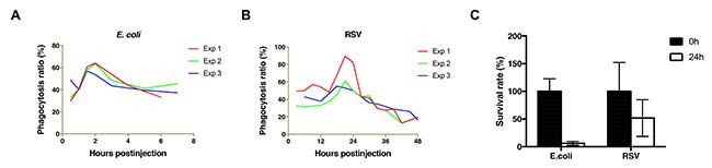 gráficas vitelogenina E-coli y virus RSV