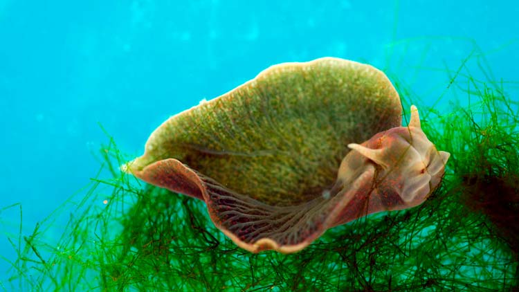 Elysia chlorotica, la Babosa de Mar que hace la Fotosíntesis