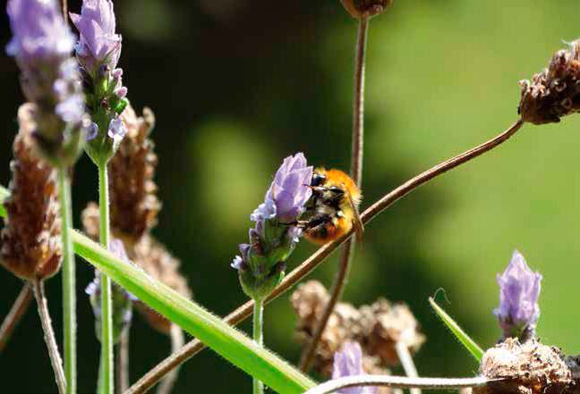 conservacion de la biodiversidad