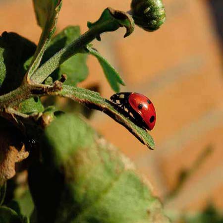 preservacion de las especies