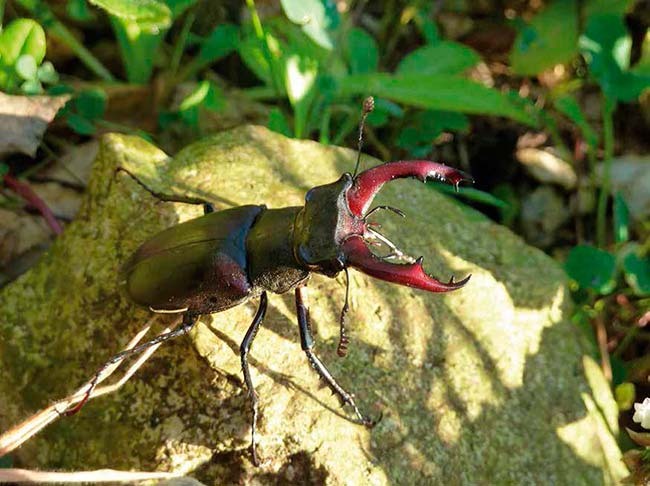 conservacion del ciervo volante