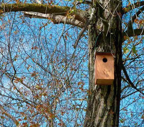 cajas nido para arboles en Santander