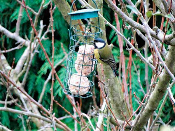 comederos para aves como medida para proteger la biodiversidad