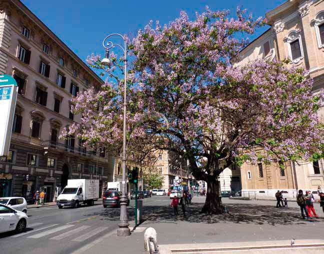 conservacion de arboles urbanos