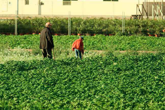 huerta periurbana en Valencia