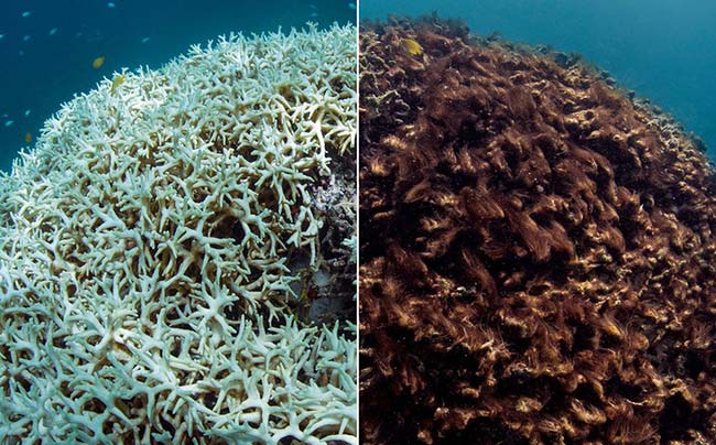blanqueamiento arrecifes de coral