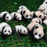 parque nacional de osos panda gigante portada