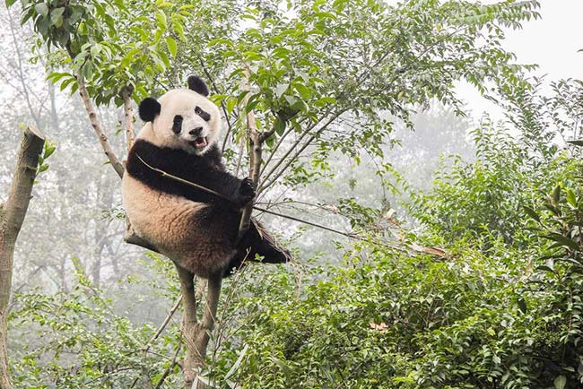 Parque nacional de osos panda en China