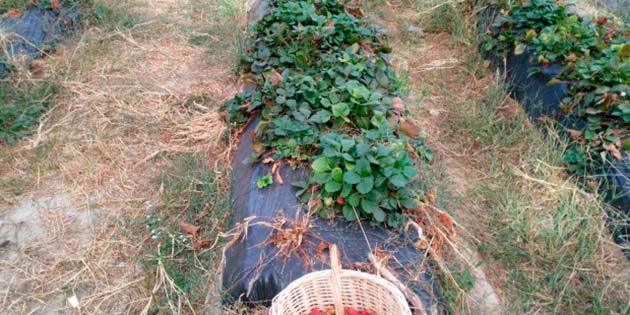 fresas para medir la contaminacion en Barcelona