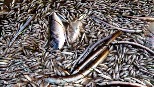 Mar menor contaminado