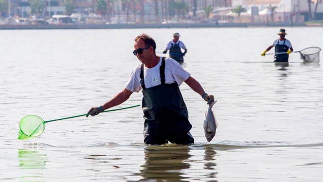 muerte de peces mar menor