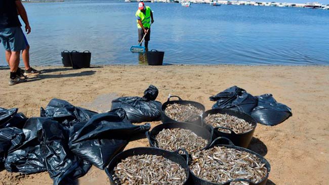 recogida de peces muertos Mar Menor