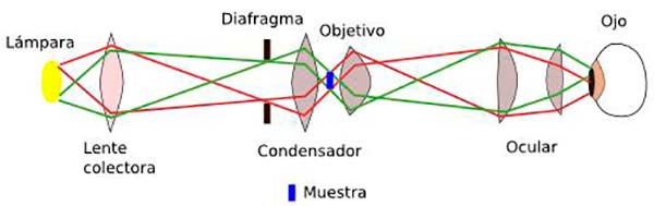 microscopio partes sistema optico lentes