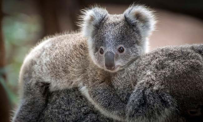 Koala Australia