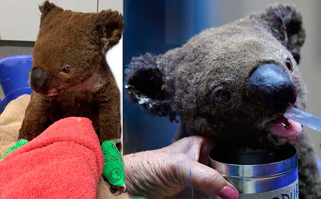 Australia Koalas en Hospital