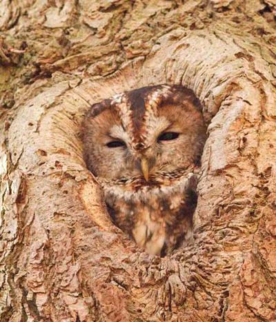 camuflaje animal búho en árbol