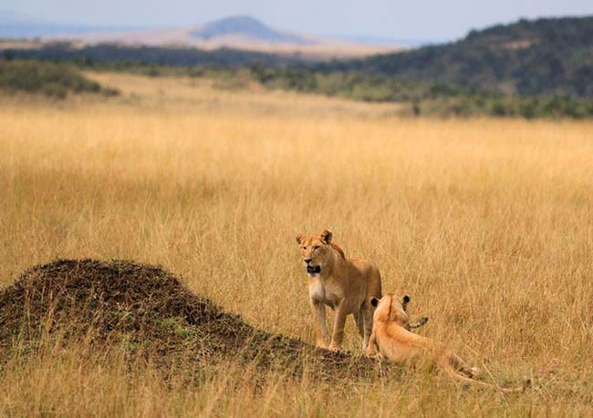 leonas en su habitat