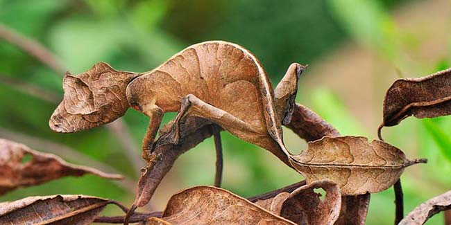 camuflaje Gecko de cola de hoja