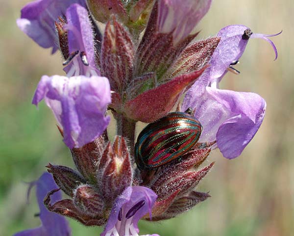 mimetismo insecto en planta