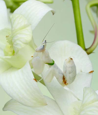 mimetismo mantis orquidea blanca