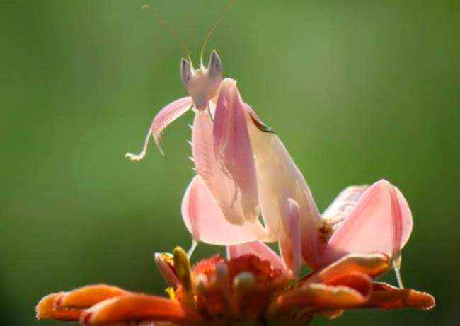 mimetismo mantis orquidea rosa