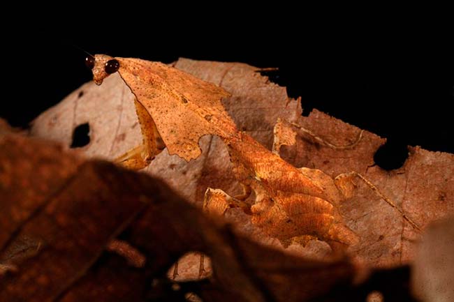 camuflaje mantis hoja muerta