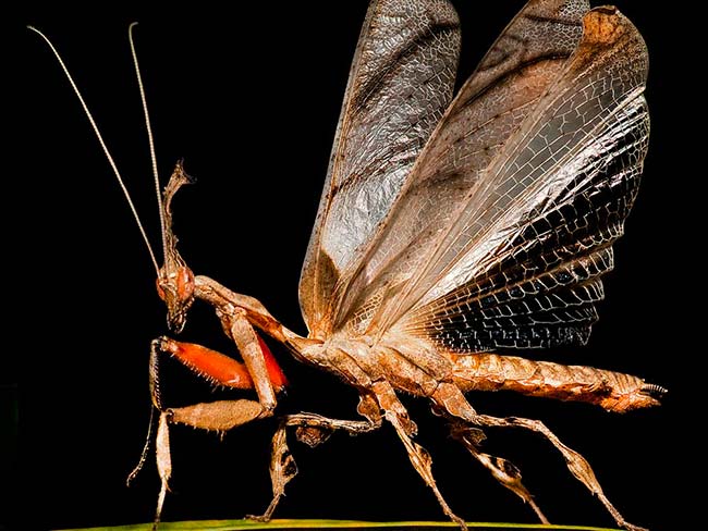 cripsis mantis fantasma