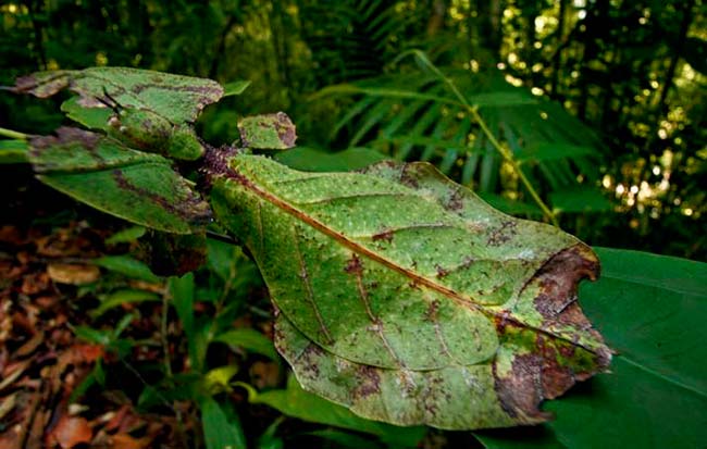 insecto hoja gigante mimetico