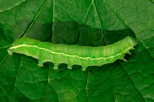 camuflaje oruga verde en hoja