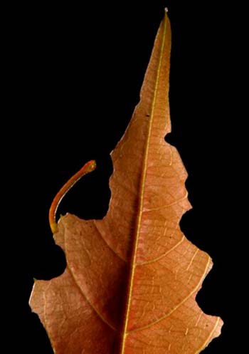 oruga geometridae comiendo hoja