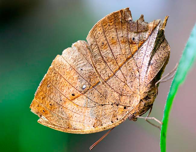 camuflaje mariposa hoja seca