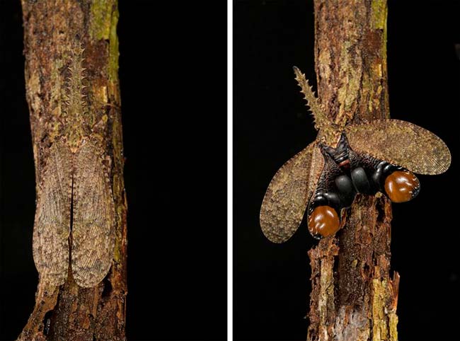 mariposa Fulgora camuflaje y ataque