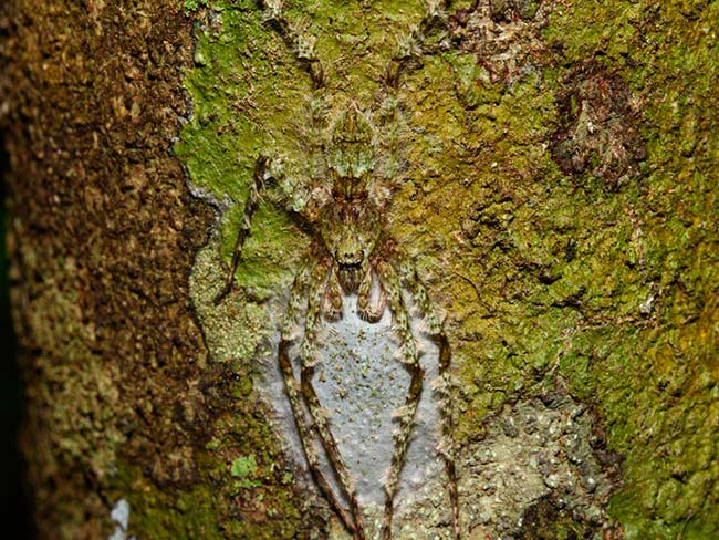 araña Lichen camuflada