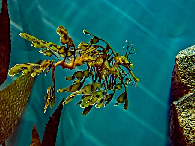 cripsis dragon de mar foliaceo