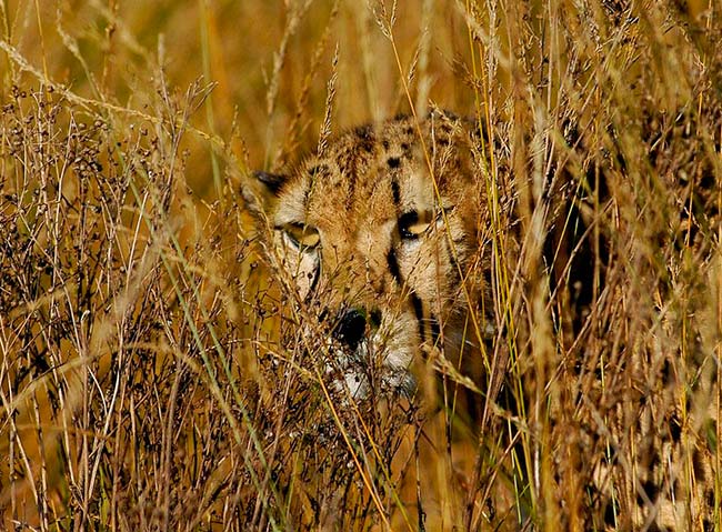 guepardo camuflado en habitat