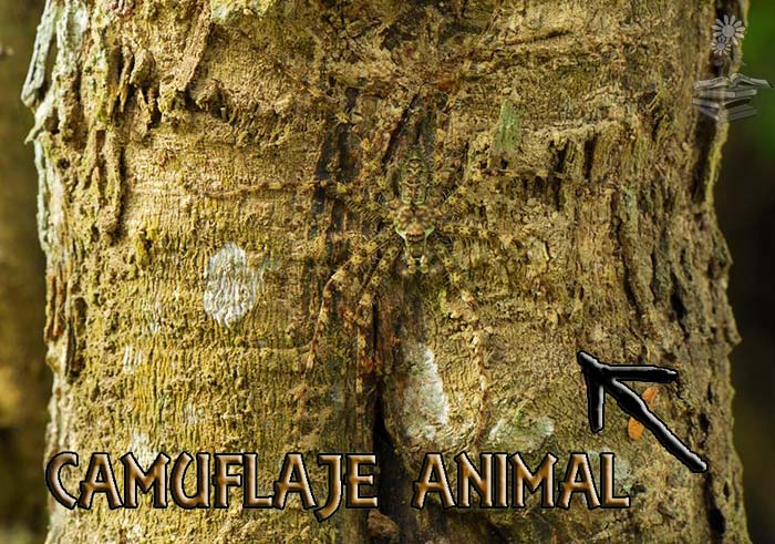 camuflaje animal portada