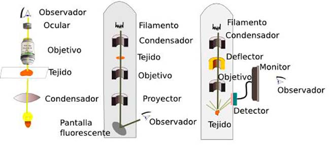 funcionamiento microscopio optico vs electronico transmision vs electronico barrido