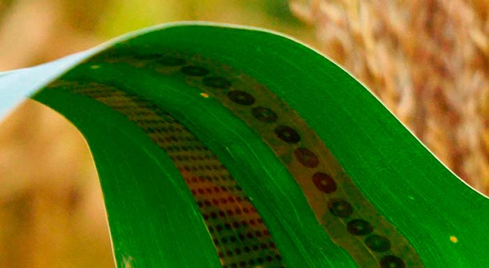 Sensores de grafeno para plantas que detectan el nivel de agua