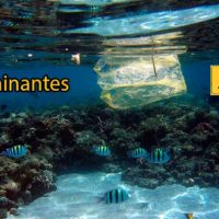 contaminantes en plasticos marinos portada