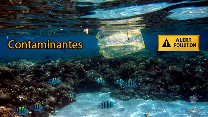 contaminantes en plasticos marinos portada