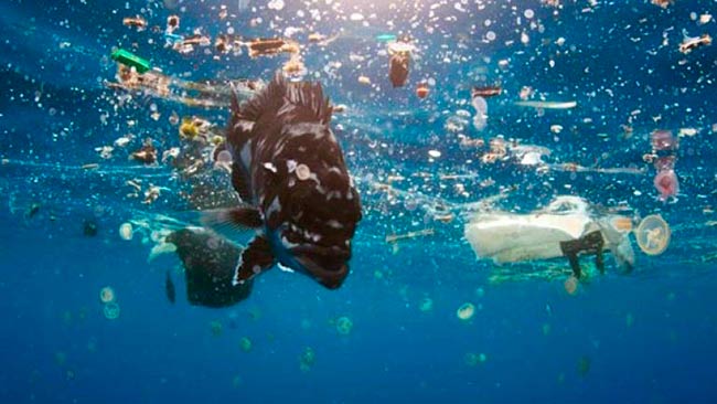 contaminantes en plasticos marinos y animales