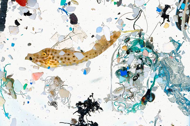 microplasticos en animales marinos