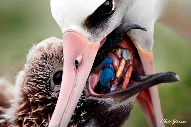 plastico en albatros