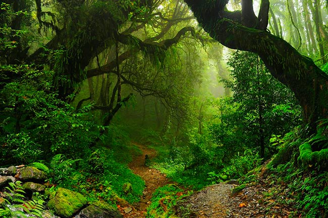 Zero Draft de la Onu para proteger la biodiversidad