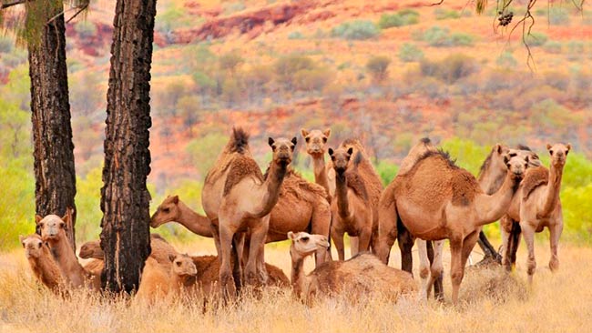 proteger la biodiversidad objetivo 2030