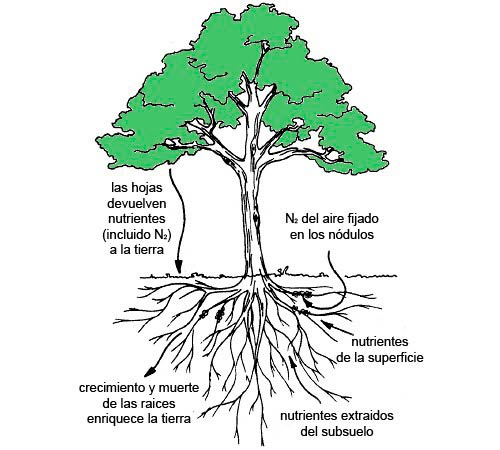 arboles y plantas fijadoras de nitrogeno