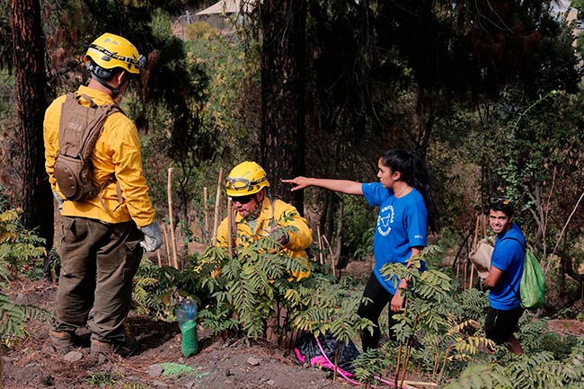 plan reforestacion tras incendio