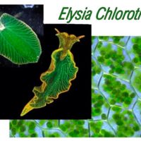 Elysia chlorotica articulo portada